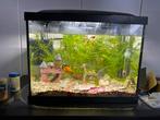 Aquarium compleet met Molly vissen., Ophalen, Zo goed als nieuw, Gevuld zoetwateraquarium