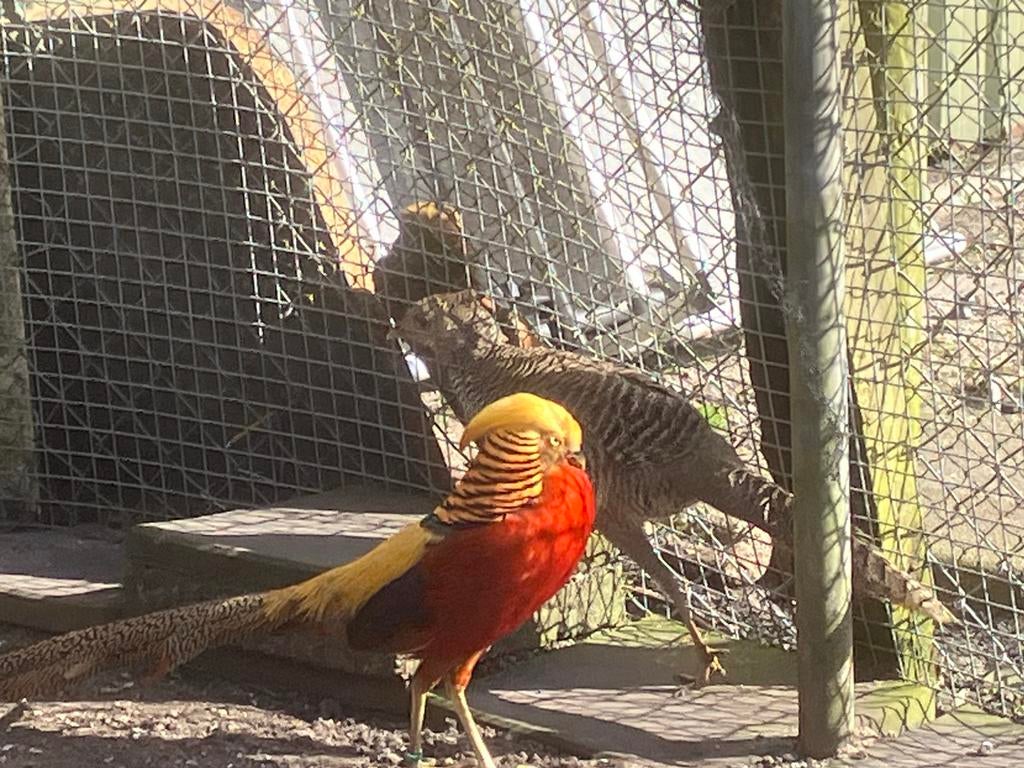 Goudfazanten, Dieren en Toebehoren, Pluimvee, Mannelijk, Kip