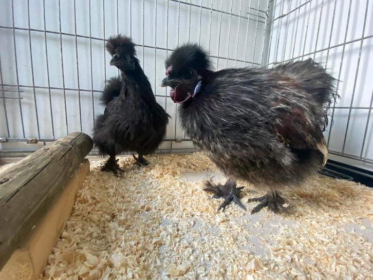 Kriel zijdenhoen haantje “Toeter”, Dieren en Toebehoren, Pluimvee, Kip, Mannelijk