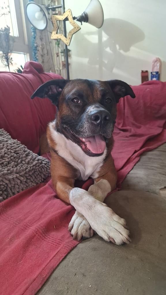 Monkeysitter (hondenoppas) gezocht!