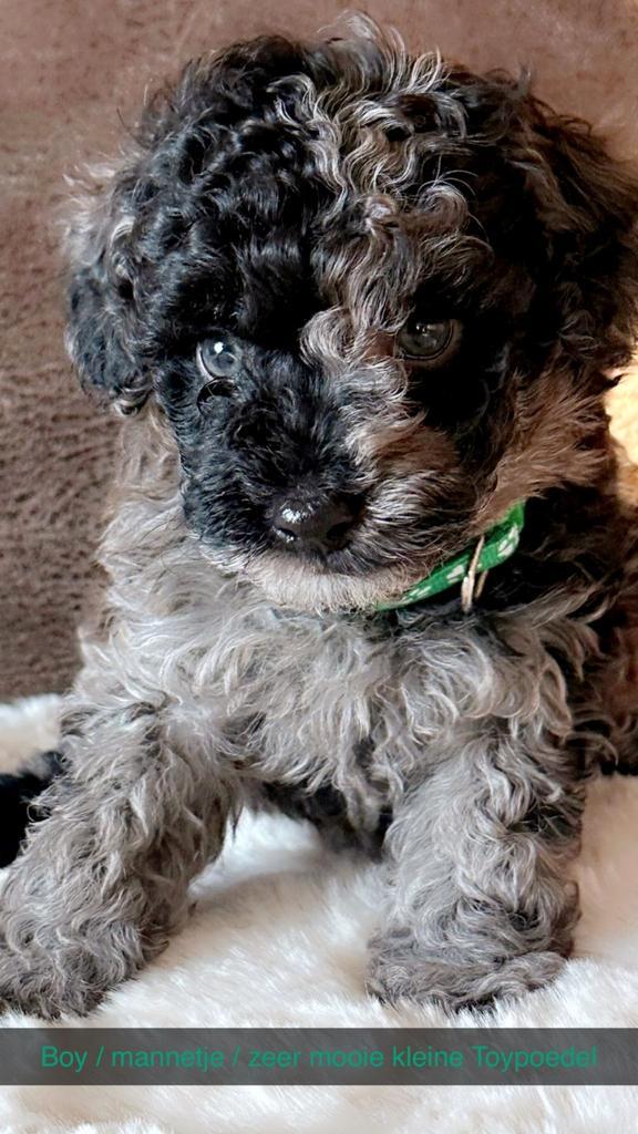 Toypoedel Merle zeer uniek !! zeer klein !! Zeer apart !!, Dieren en Toebehoren, Honden | Chihuahua's en Gezelschapshonden, Meerdere dieren