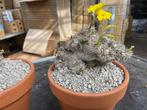 Caudex Pachypodium Brevicaule van oorsprong Madagaskar, Overige soorten, Ophalen of Verzenden, In pot, Minder dan 100 cm