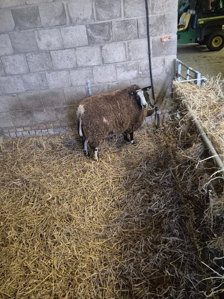 Gezocht bonte ooi met witte neus, Dieren en Toebehoren, Schapen, Geiten en Varkens, Vrouwelijk, Schaap, 0 tot 2 jaar