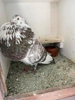 Hele mooie doffer, Dieren en Toebehoren, Vogels | Duiven, Mannelijk, Kropper