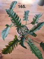 Philodendron narrow op hydrocultuur, Ophalen, Halfschaduw, Minder dan 100 cm