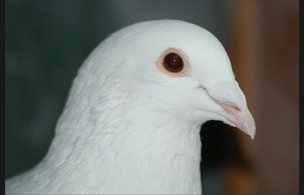 Witte postduif doffer half jaar oud, Dieren en Toebehoren, Mannelijk, Postduif