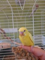 Tamme grasparkiet (evt met kooi), Dieren en Toebehoren, Geslacht onbekend, Parkiet, Tam