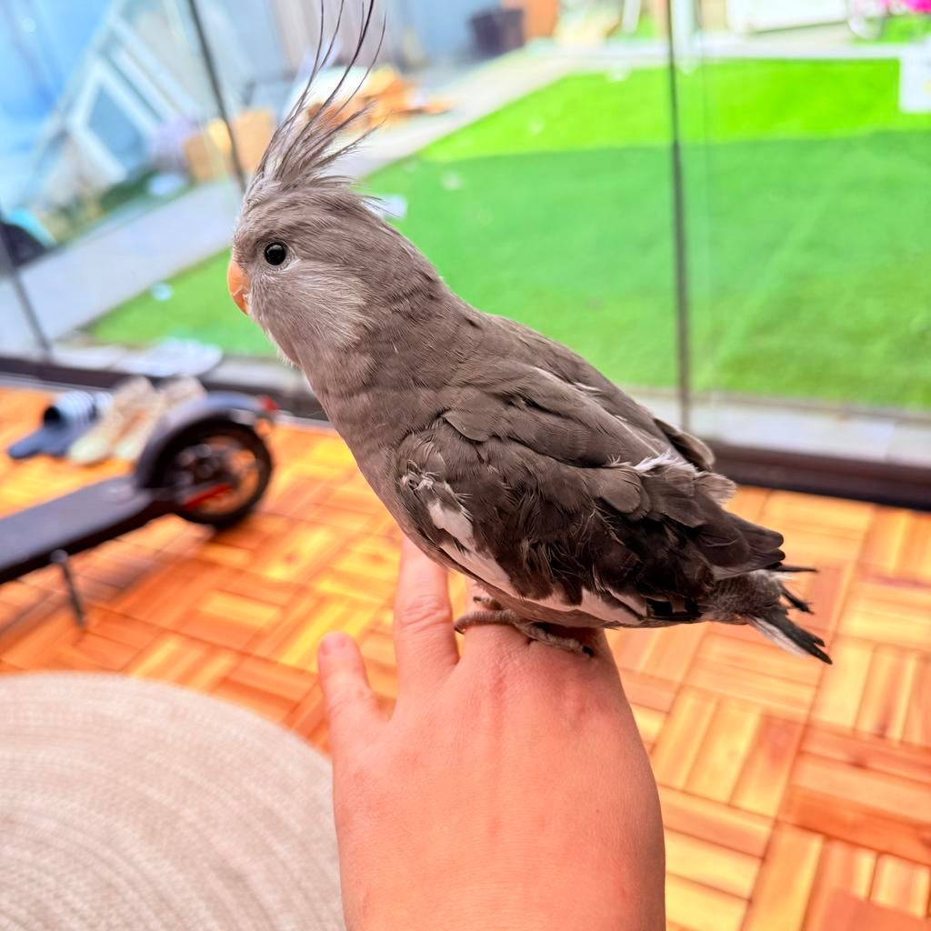 Wildkleur valkparkiet pop, Dieren en Toebehoren, Vogels | Parkieten en Papegaaien, Vrouwelijk, Parkiet, Tam