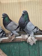 Te koop 2 koppels hollandse kroppers, Dieren en Toebehoren, Meerdere dieren, Overige soorten