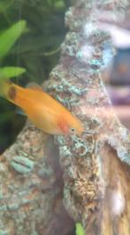 5 platy's met en zonder Mickey patroon, Vis, Zoetwatervis