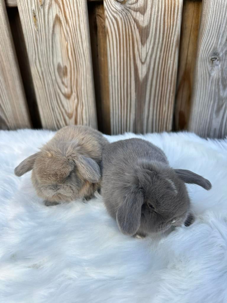 Mooi koppeltje Minilops hangoor konijntjes., Meerdere dieren, Dwerg, Hangoor