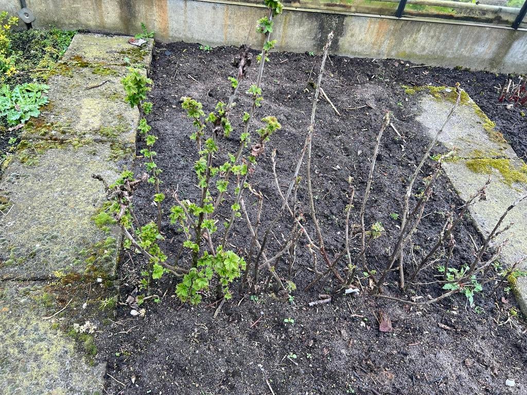 Aalbes planten rode bes en zwarte bes, Ophalen, Overige soorten, Struik, Minder dan 100 cm