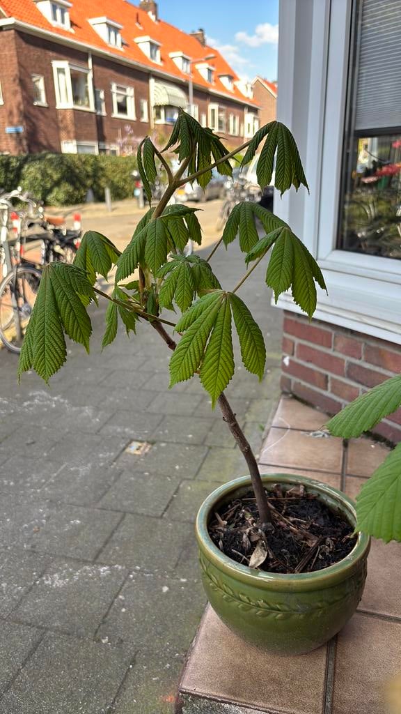 Kastanje boompje in groene pot. Geboorteboom 2023, Tuin en Terras, Planten | Bomen, Halfschaduw, Overige soorten, Lente, Minder dan 100 cm