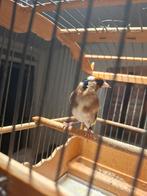 Geringde Parva putter man  2025, Dieren en Toebehoren, Vogels | Kanaries, Mannelijk, Bastaard