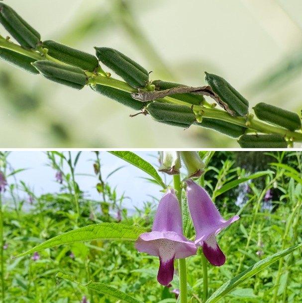 Sesam zaden BIO, Verzenden, Zaad