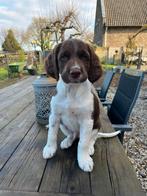 Prachtige HEIDEWACHTEL Pups, Parvo, 8 tot 15 weken, Eén hond, Nederland