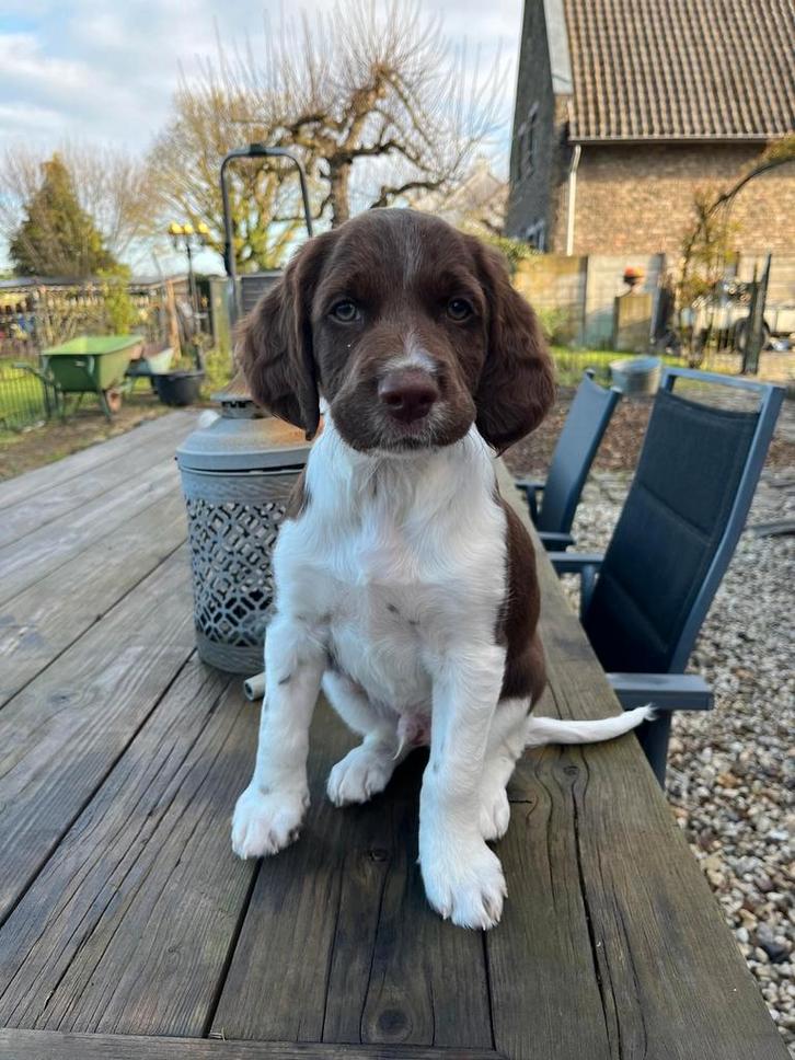 Prachtige HEIDEWACHTEL Pups, Dieren en Toebehoren, Honden | Setters en Staande honden, Reu, Overige rassen, Particulier, Eén hond