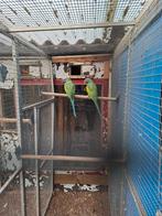 Super mooi kopprl derbyan parkieten, Dieren en Toebehoren, Meerdere dieren, Parkiet