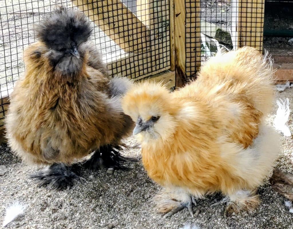 Broedeieren USA Zijdehoenders / Silkies – div. kleuren, Dieren en Toebehoren, Pluimvee, Geslacht onbekend, Kip
