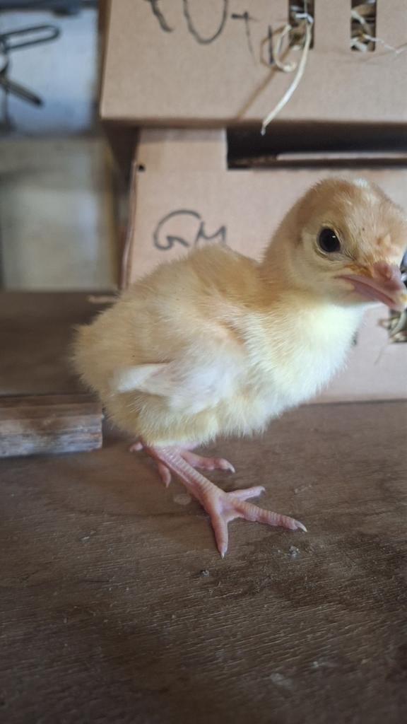 Breedborst kalkoen kuikens/broedeieren, Geslacht onbekend, Zangkanarie