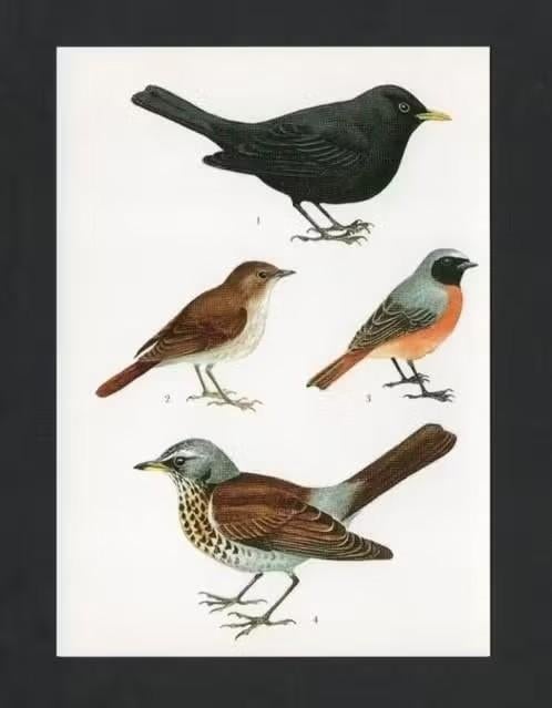 Merel Nachtegaal Gekraagde Roodstaart Kramsvogel., Ophalen of Verzenden, 1980 tot heden, Ongelopen, Vogel