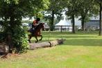 De liefste en braafste C spring pony, Dieren en Toebehoren, Pony's, Gechipt, Ruin, Springpony, 11 jaar of ouder