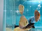 Indiana Tiger Discus, Symphysodon Discus, Vis, Zoetwatervis
