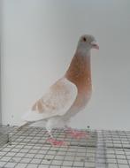 Postduif kleurpostduif kleurpostduiven, Dieren en Toebehoren, Mannelijk, Postduif