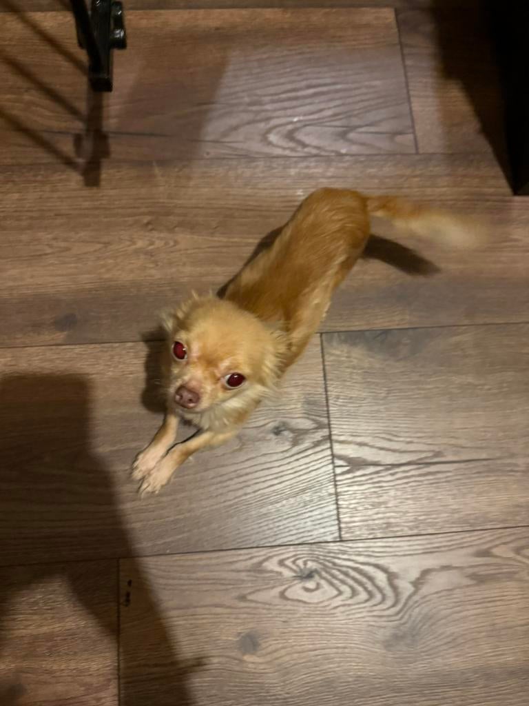 Te koop, Teef, Parvo, Eén hond, Chihuahua