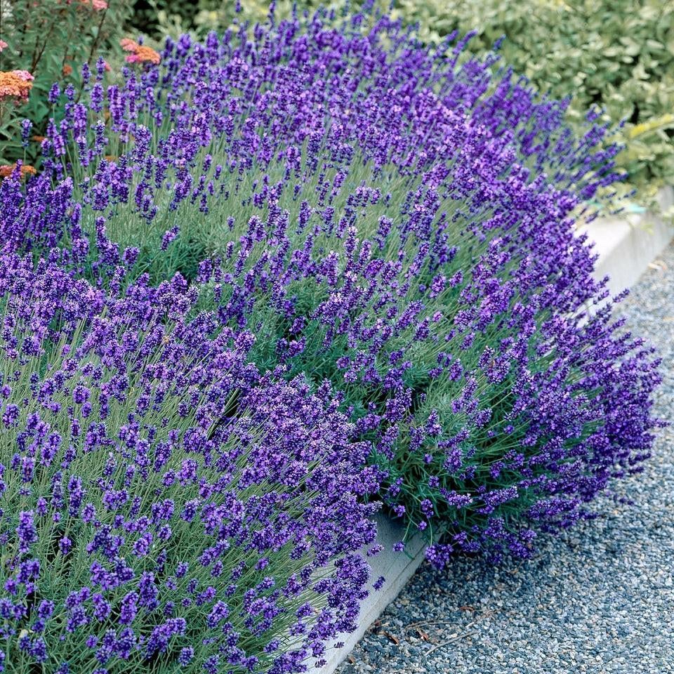 Lavendel hidcote, Tuin en Terras, Planten | Tuinplanten, Ophalen of Verzenden, Overige soorten, Volle zon
