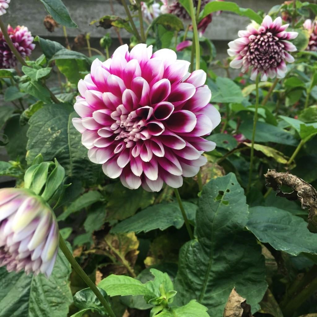 Dahlia knollen Edinburgh, Tuin en Terras, Bloembollen en Zaden, Ophalen, Voorjaar, Volle zon, Knol