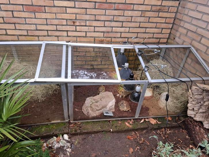 Testudo hermani hermani Tortoise - unknown for sale from Martin