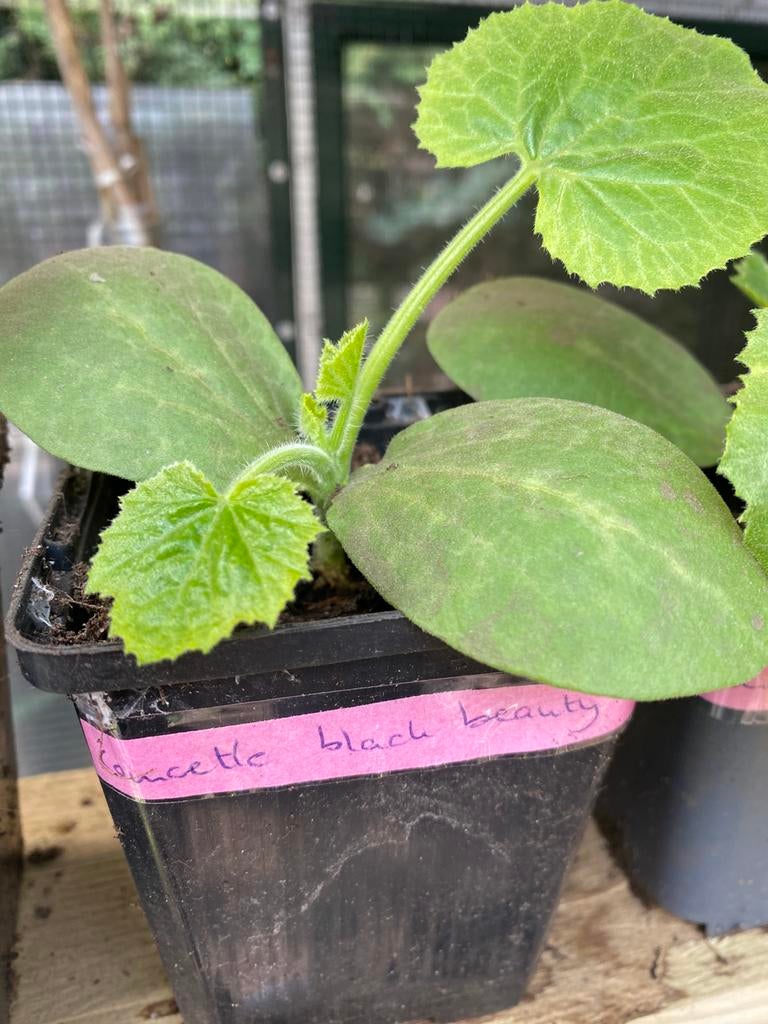 Moestuin planten, Ophalen of Verzenden, Eenjarig, Groenteplanten, Volle zon