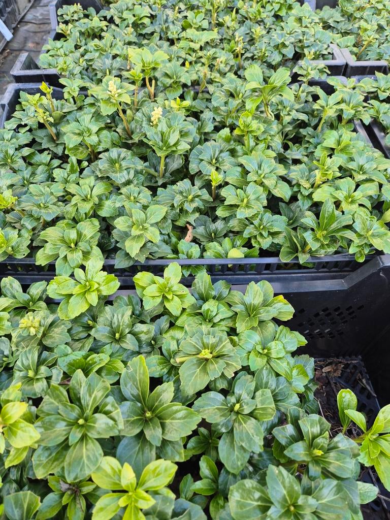 Te koop, planten uit eigen kwekerij., Verzenden, Laurier