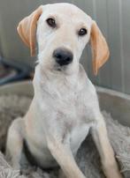 FINLEY, KNAPPE,VRIENDELIJK, SPEELSE, PUP, REU, MIDDELMAATJE, Particulier, 15 weken tot 1 jaar, Reu, Buitenland