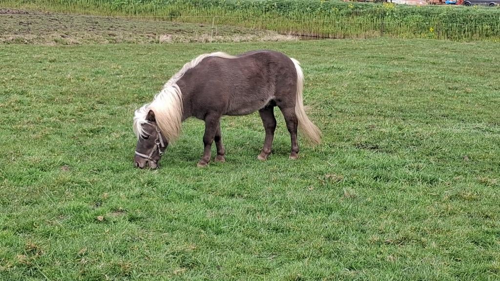 Silver dapple hengst, Ophalen, Nieuw