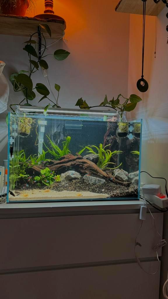 SuperFish Aquarium 90L  Compleet met accessoires, Dieren en Toebehoren, Vissen | Aquaria en Toebehoren, Zo goed als nieuw, Gevuld zoetwateraquarium