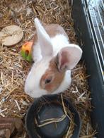 Konijn, Dieren en Toebehoren, Konijnen, Vrouwelijk, Middelgroot, 0 tot 2 jaar
