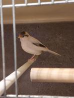 Mooie pop wit bont 2025 ., Dieren en Toebehoren, Vogels | Kanaries, Vrouwelijk, Kleurkanarie