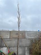 Liquidambar styraciflua 'Paarl' - Zuilboom, Tuin en Terras, Bloeit niet, 250 tot 400 cm, Zuilboom, Ophalen