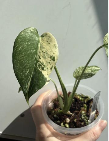 Monstera White Monster, Ophalen of Verzenden, Halfschaduw, Minder dan 100 cm