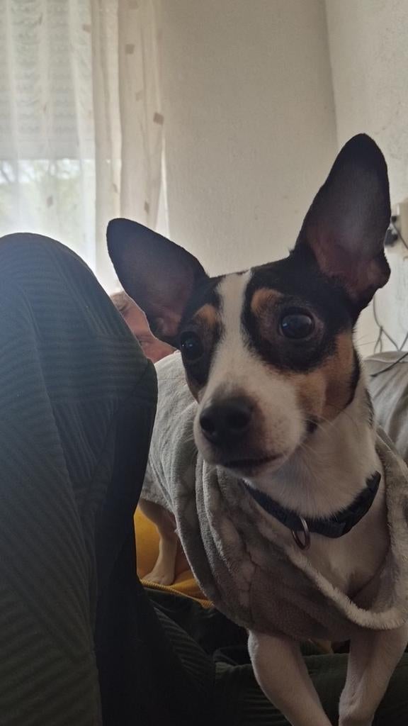 Super lief teefje, Dieren en Toebehoren, Honden | Jack Russells en Terriërs, Jack Russell Terriër, Teef, Eén hond, 3 tot 5 jaar