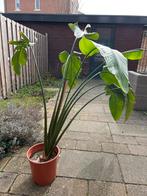 Strelitzia plant met potentie - zoekt liefdevol huis, Tuin en Terras, Planten | Tuinplanten, Volle zon, Vaste plant, Zomer, Ophalen