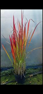 Imperata Red Baron - Rood Bloedgras, Tuin en Terras, Planten | Tuinplanten, Volle zon, Vaste plant, Siergrassen, Ophalen of Verzenden