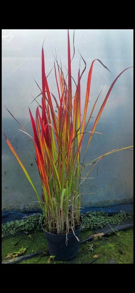 Imperata Red Baron - Rood Bloedgras, Tuin en Terras, Planten | Tuinplanten, Vaste plant, Siergrassen, Volle zon, Bloeit niet, Ophalen of Verzenden