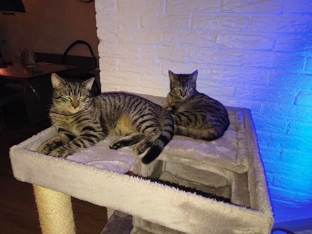Kater en poes, Dieren en Toebehoren, Katten en Kittens | Overige Katten, Meerdere dieren