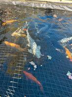 Koi vijver te koop, Karper of Koi