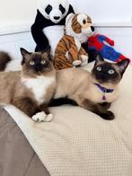 Twee prachtige kittens samen te koop. onafscheidelijk duo, Poes, Ontwormd