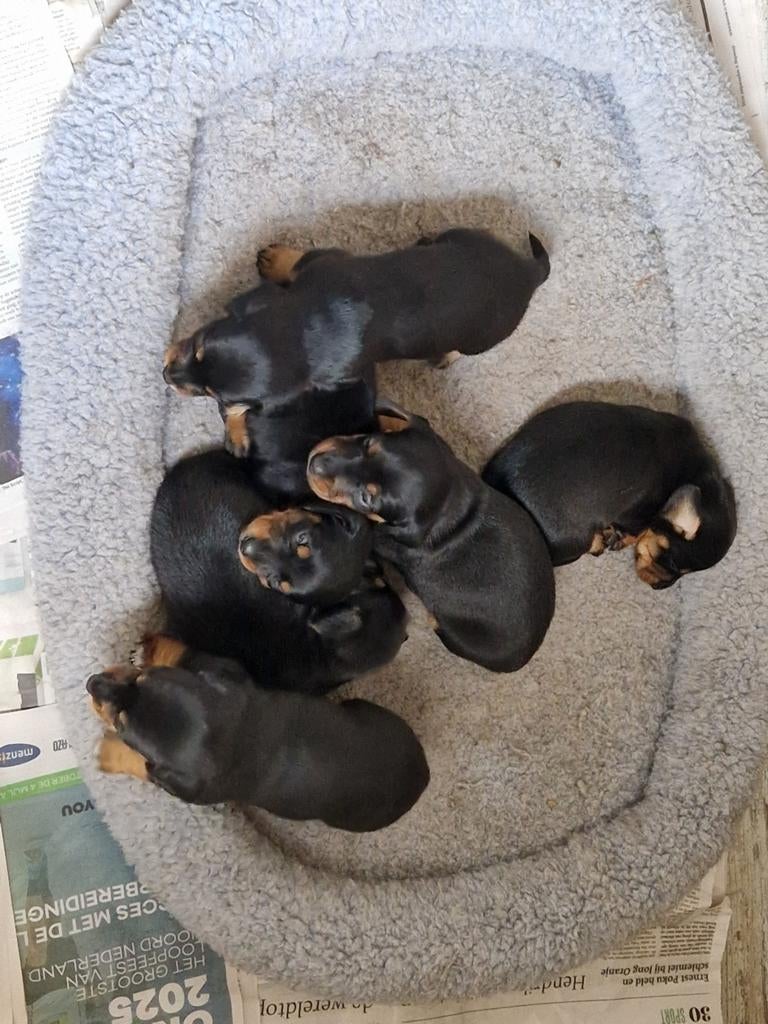 Ruwhaar dwerg teckel pups., Dieren en Toebehoren, Honden | Teckels en Dashonden, Parvo, 8 tot 15 weken, Dwerg, Meerdere