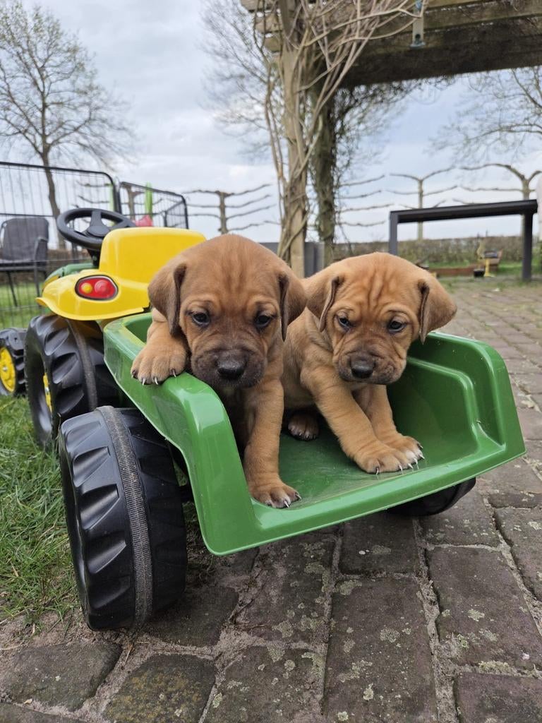 Bordeauxdog ridgeback/grote zwitserse sennen puppies, Dieren en Toebehoren, Honden | Retrievers, Spaniëls en Waterhonden, Overige rassen